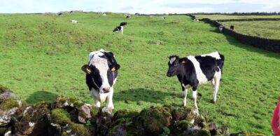 West Coast Van Tour (Half Day) | Terceira Island