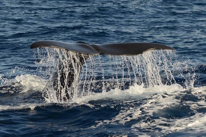 Whale and Dolphin Watching in Pico Island - Half Day - Key Things I’d Prioritize on This Pico Cruise