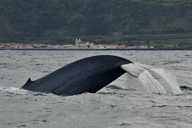 Whale and Dolphin Watching in Pico Island - Half Day - Pico’s Whale and Dolphin Route: Why This Half-Day Works
