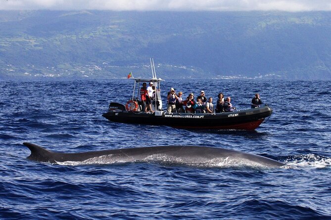 Whale and Dolphin Watching in Pico Island - Half Day - What You Might See in the Pico Waters (Based on Real Sightings)