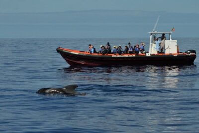 Whale and Dolphin Watching in Pico Island – Half Day