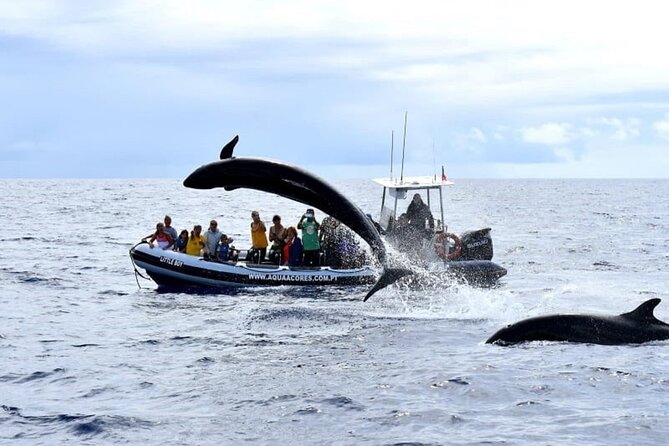 Whale and Dolphin Watching in Pico Island - Half Day - Crew, Briefings, and the “Do We Feel Safe and Informed?” Question
