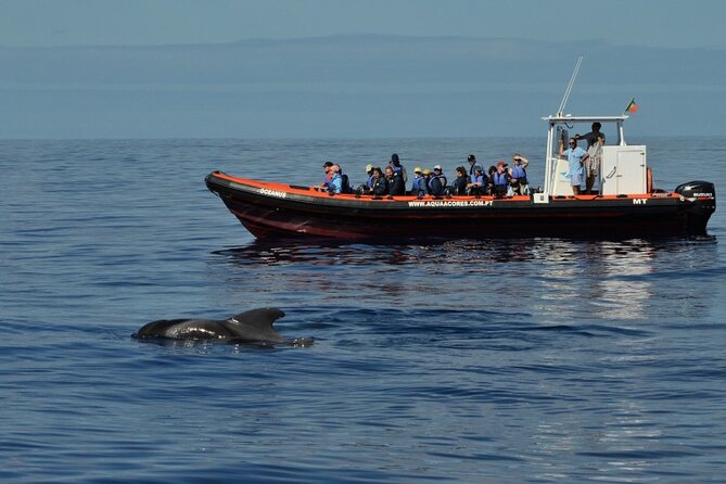 Whale and Dolphin Watching in Pico Island - Half Day - On the Boat: Zodiac Speed, Close Views, and the “Yes, You’ll Feel It” Part