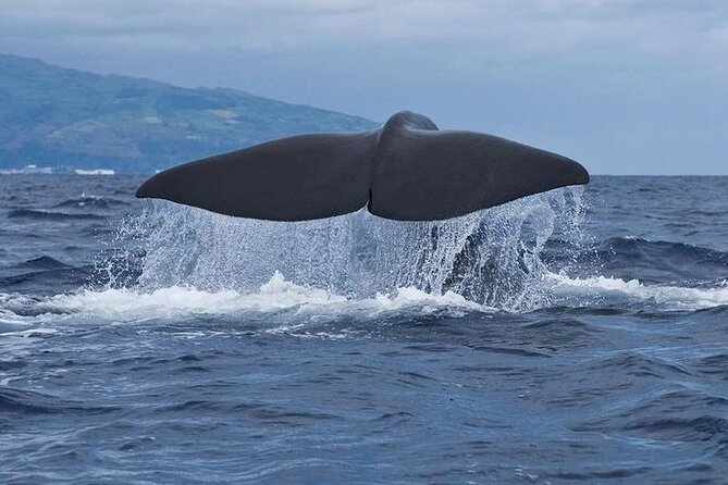 Whale and Dolphin Watching Tour on Pico Island - Key points to know before you go