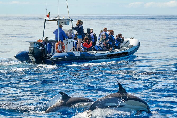 Whale and Dolphin Watching Tour on Pico Island - The heart of the tour: a guided search for pilot whales and dolphins