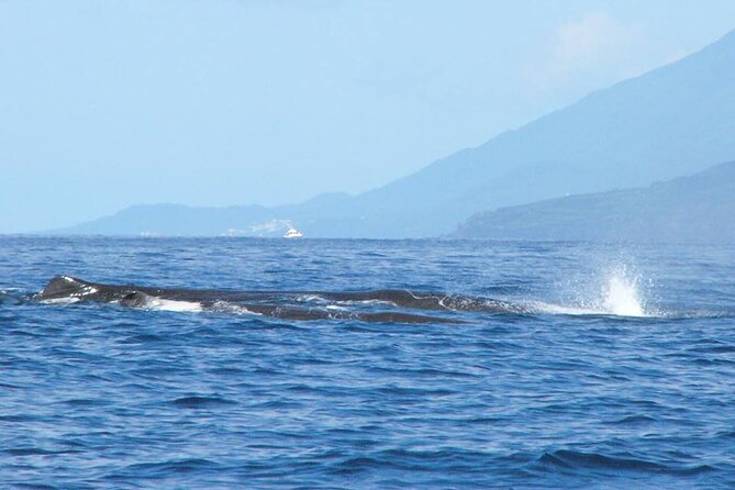 Whale and Dolphin Watching Tour on Pico Island - Meeting point at Alojamento Bela Vista, and how to plan your arrival