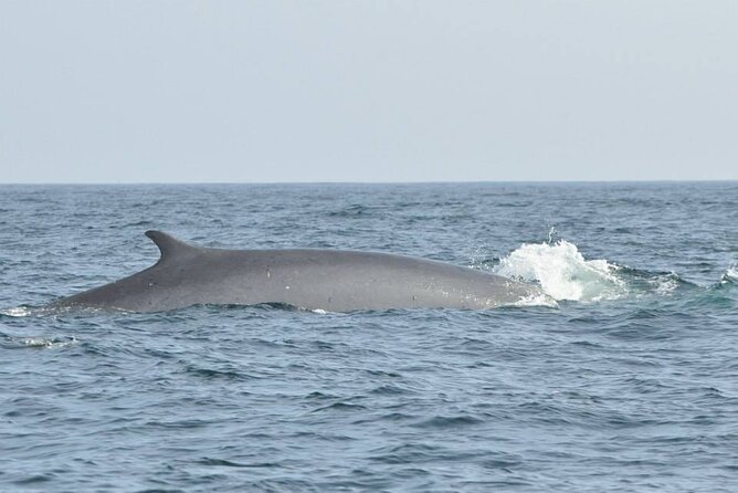 Whale and Dolphin Watching Tour on Pico Island - Group size and what that means for your comfort