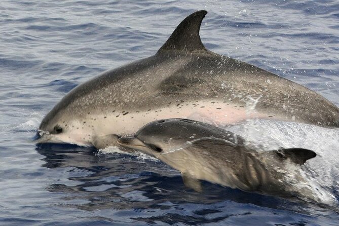 Whale and Dolphin Watching Tour on Pico Island - Price and value: what you’re really paying for