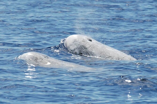 Whale and Dolphin Watching Tour on Pico Island - Species chances: how to set expectations without killing the magic