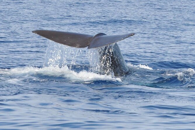 Whale and Dolphin Watching Tour on Pico Island - What happens on the water, and why the timing matters