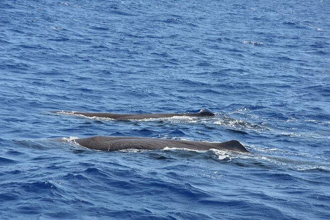 Whale Watching Activity in North Coast - Key Points You’ll Actually Care About