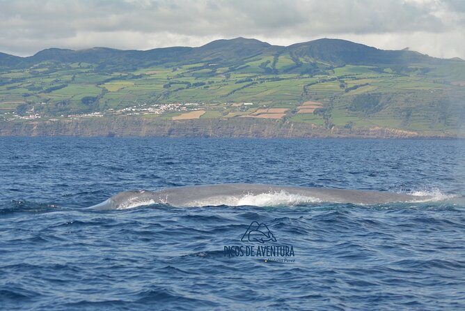 Whale Watching Activity in North Coast - The 3-Hour Semi-Rigid Boat Ride: What It Feels Like