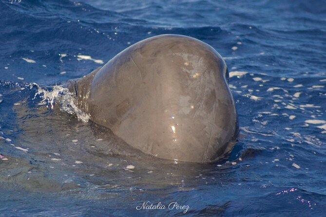 Whale Watching Activity in North Coast - Sperm Whales and Other Marine Life: What You’re Actually Looking For