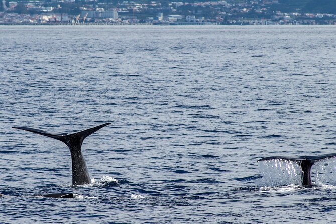 Whale Watching Activity in North Coast - Gear That Makes the Difference: Waterproof Jackets and Life Vests