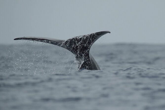 Whale Watching Activity in North Coast - How the Hunt Works: Sea-Condition Checks and the Spotter’s Call