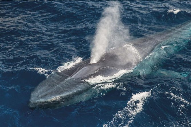 Whale Watching and Jeep Tour - Key points before you go