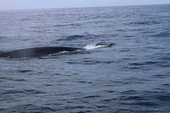 Whale Watching and Jeep Tour - The Jeep tour into the interior: lookouts, off-road tracks, and time to step out