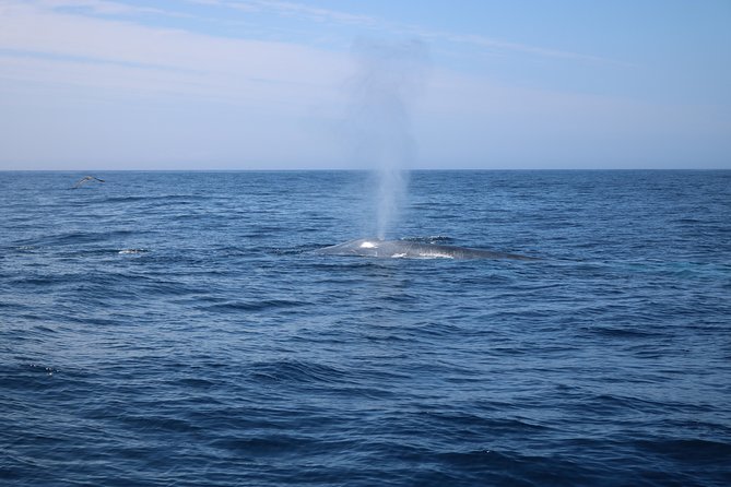 Whale Watching and Jeep Tour - Who should book this, and who should look elsewhere