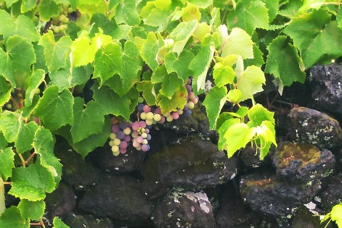 Wine & Food Tour - The guide factor: why Filipe’s approach matters