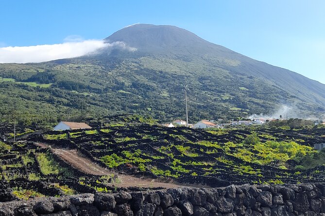 Wine tour and Tasting with a local Winemaker at Pico Island - Entering Pico Wine with a local winemaker’s mindset